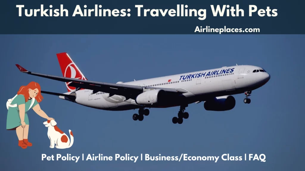 Turkish Airline Pet Policy FAQ and How to Travel with Pets in Cabin